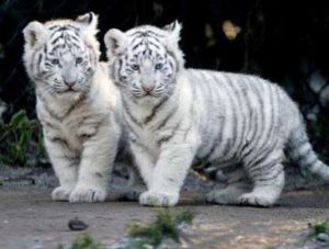 two-tigers