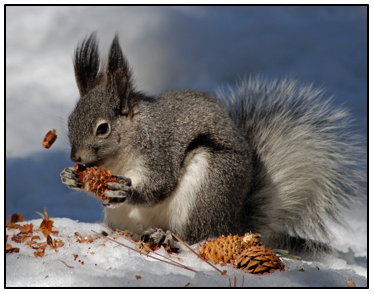 On Ejusdem Generis & Squirrels